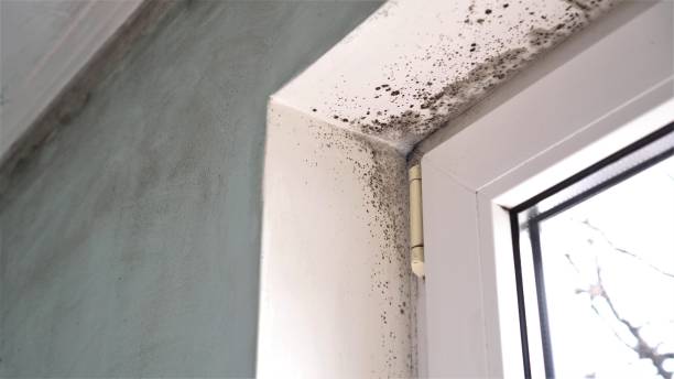 Professional Mold Removal in Rockwell Place, TX